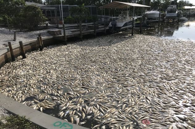 Через токсичне цвітіння води у Флориді оголосили режим надзвичайного стану