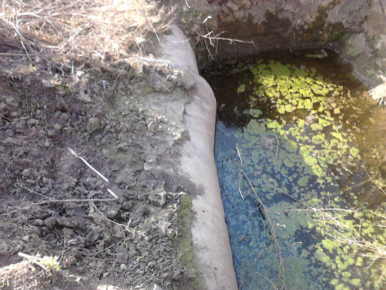 Щодо забруднення річки Рось стоками від тваринницької ферми