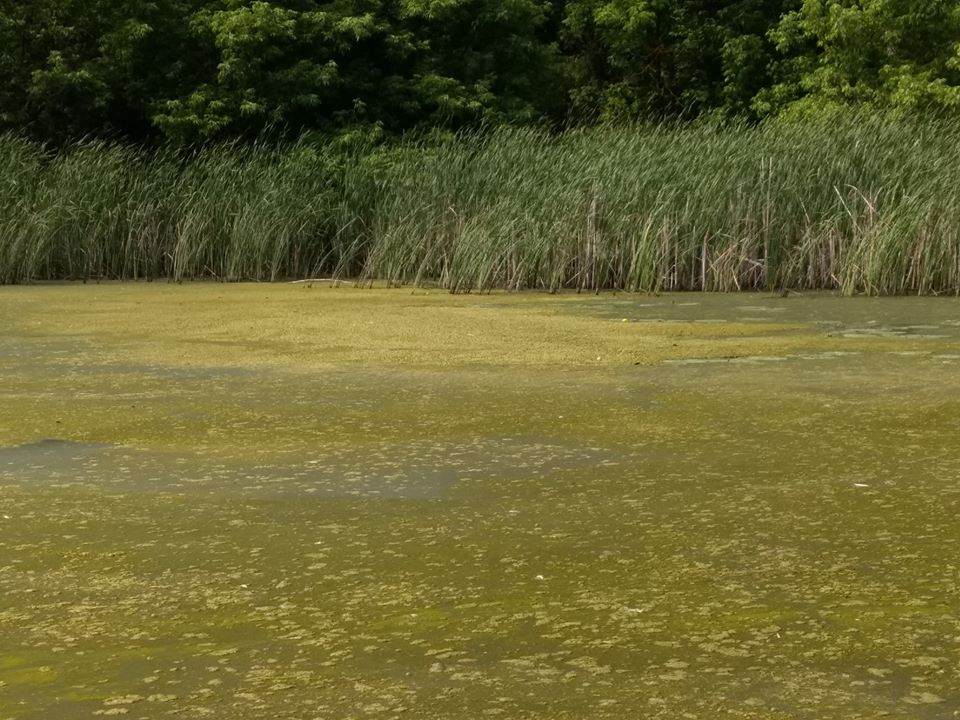 Почалося цвітіння синьо-зелених водоростей у верхів’ї  Стеблівського водосховища