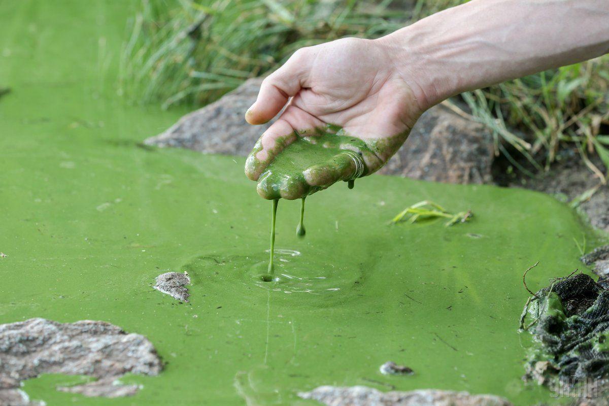 Ефективне  очищення  водойм від синьо-зелених водоростей